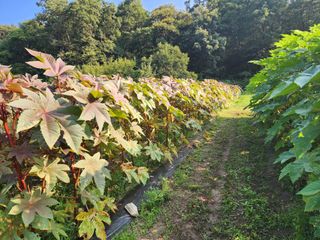 천안 병천 어성초 님의 자유주제 · 자유게시판 작성글 사진