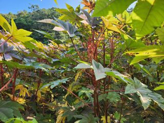 천안 병천 어성초 님의 자유주제 · 자유게시판 작성글 사진