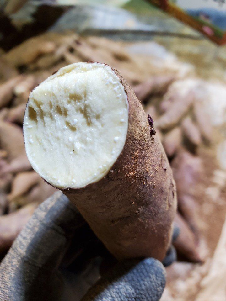 장금이1님의 장터 판매 상품 [꿀밤 한입고구마 27.000] 첨부 사진