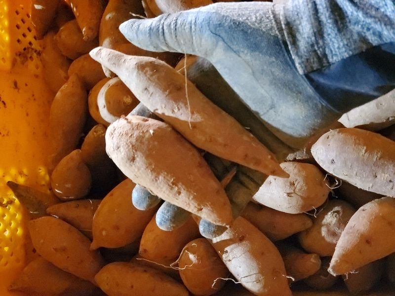 장금이1님의 장터 판매 상품 [꿀밤 한입고구마 27.000] 첨부 사진