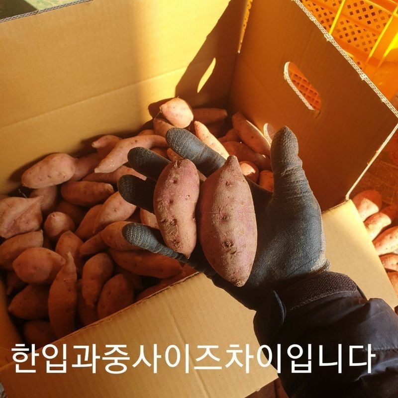 장금이1님의 장터 판매 상품 [꿀밤 한입고구마 27.000] 첨부 사진