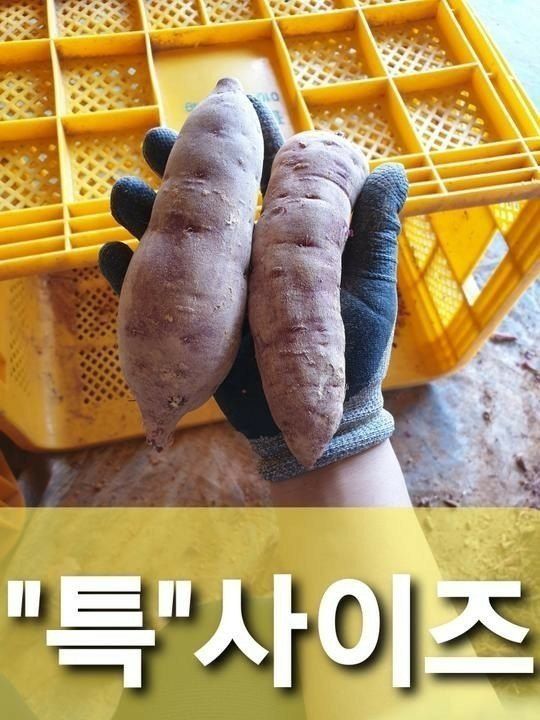 장금이1님의 장터 판매 상품 [꿀밤 한입고구마 27.000] 첨부 사진