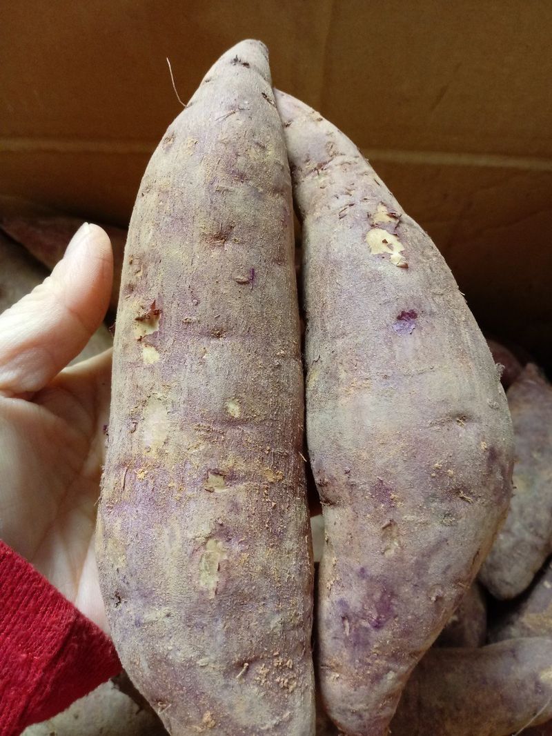 장금이1님의 장터 판매 상품 [꿀밤 한입고구마 27.000] 첨부 사진