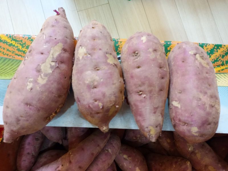 장금이1님의 장터 판매 상품 [꿀밤 한입고구마 27.000] 첨부 사진