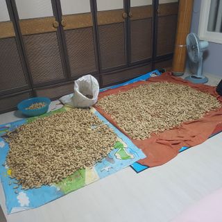 음나무(소철수)님의 기타작물 · 영농일지 작성글 사진