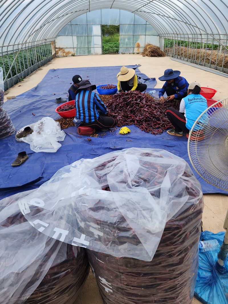 장터 상품 [고창산 햇고추가루 팔아요 ] 썸네일