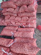 팜모닝 가을 농사계획 알려주세요🍁·참여글 게시글 이미지