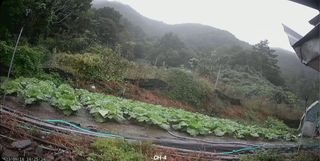 김형련님의 배추 · 일상 작성글 사진