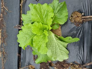 정석범님의 배추 · 병해충상담 작성글 사진