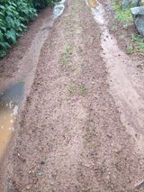 팜모닝 가을 농사계획 알려주세요🍁·참여글 게시글 이미지