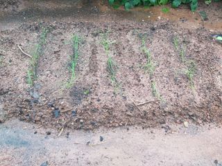 심무재 님의 가을 농사계획 알려주세요🍁 · 참여글 작성글 사진