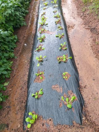 심무재 님의 가을 농사계획 알려주세요🍁 · 참여글 작성글 사진