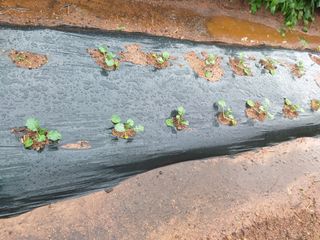 심무재 님의 가을 농사계획 알려주세요🍁 · 참여글 작성글 사진