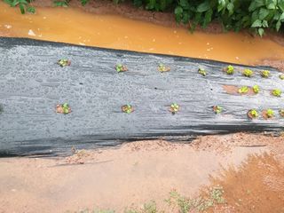 심무재 님의 가을 농사계획 알려주세요🍁 · 참여글 작성글 사진