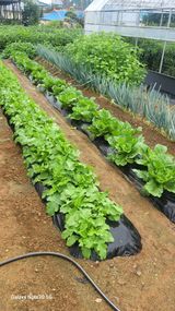 팜모닝 배추·일상 게시글 이미지