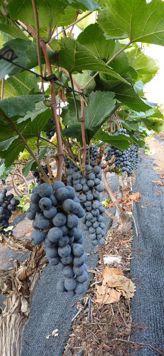 영천아카시아님의 포도 · 자유게시판 작성글 사진