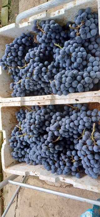 영천아카시아님의 포도 · 자유게시판 작성글 사진