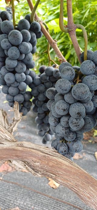 영천아카시아님의 포도 · 자유게시판 작성글 사진