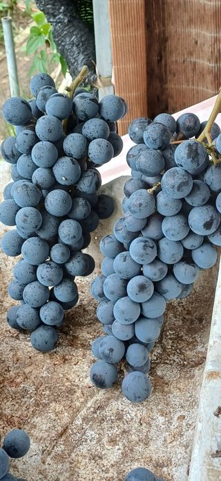 영천아카시아님의 포도 · 자유게시판 작성글 사진