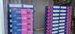 영천아카시아님의 포도 · 자유게시판 작성글 사진