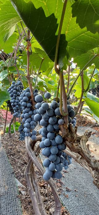 영천아카시아님의 포도 · 자유게시판 작성글 사진