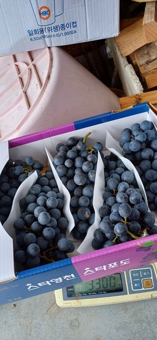 영천아카시아님의 포도 · 자유게시판 작성글 사진