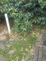 팜모닝 감·자유게시판 게시글 이미지