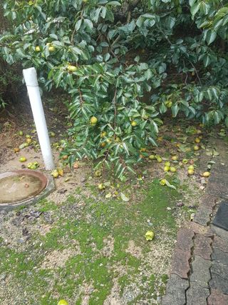 죽산님의 감 · 자유게시판 작성글 사진