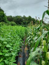 팜모닝 가을 농사계획 알려주세요🍁·참여글 게시글 이미지