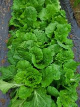 팜모닝 자유주제·자유게시판 게시글 이미지