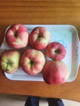 팜모닝 사과·수확 게시글 이미지