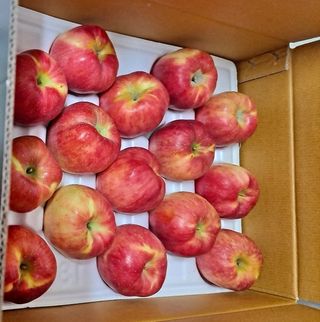 사과청일농원🍎님의 사과 · 수확 작성글 사진