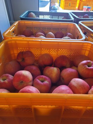 사과청일농원🍎님의 사과 · 수확 작성글 사진