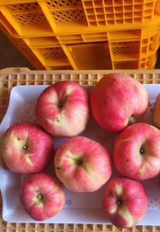 사과청일농원🍎님의 사과 · 수확 작성글 사진