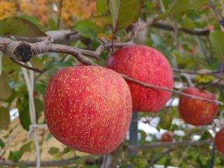 사과인조학제님의 사과 · 수확 작성글 사진