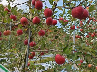 사과인조학제님의 사과 · 수확 작성글 사진