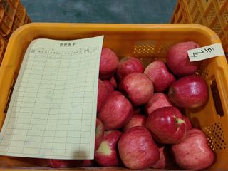 사과인조학제님의 사과 · 수확 작성글 사진