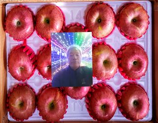 사과인조학제님의 사과 · 수확 작성글 사진