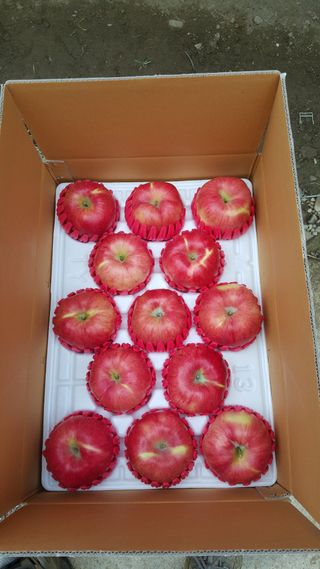 사과인조학제님의 사과 · 수확 작성글 사진