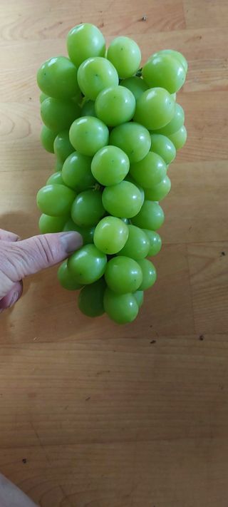 김성호님의 포도 · 자유게시판 작성글 사진