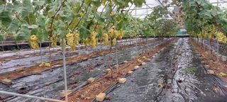 김성호님의 포도 · 자유게시판 작성글 사진