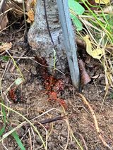 팜모닝 사과·병해충상담 게시글 이미지