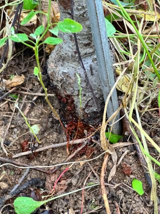 옥수수26905님의 사과 · 병해충상담 작성글 사진