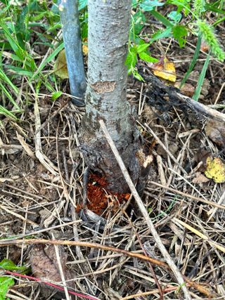 옥수수26905님의 사과 · 병해충상담 작성글 사진