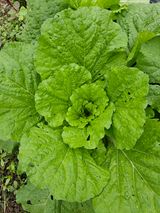 팜모닝 배추·일상 게시글 이미지