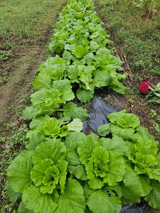 헤라네(김정현)님의 배추 · 일상 작성글 사진