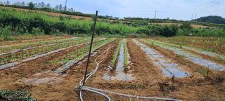 나는농사짓는영미다님의 가을 농사계획 알려주세요🍁 · 참여글 작성글 사진