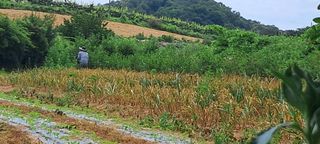 나는농사짓는영미다님의 가을 농사계획 알려주세요🍁 · 참여글 작성글 사진