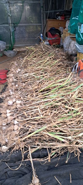 나는농사짓는영미다님의 가을 농사계획 알려주세요🍁 · 참여글 작성글 사진