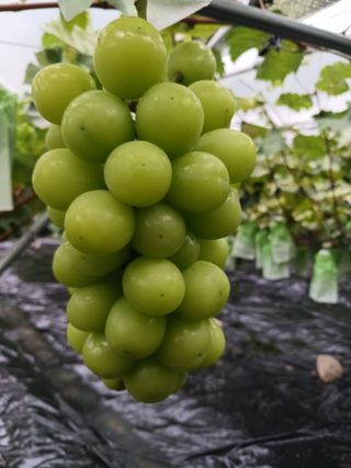 혁이네농원님의 가을 농사계획 알려주세요🍁 · 참여글 작성글 사진